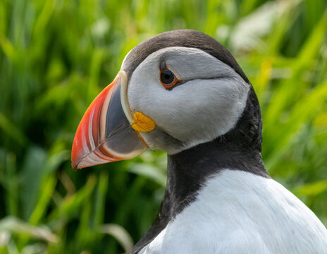 Beautiful Atlantic puffin on Lunga Island in the sunshine with bright colourful beak