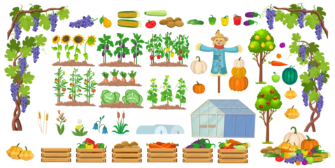 Rolgordijnen Big vegetable garden set. Set of farm in a cartoon style. Vector illustration of seedlings, greenhouse, scarecrow, vegetables, fruits and trees. Illustrations on white background for children © NADEZHDA