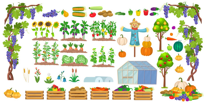 Big vegetable garden set. Set of farm in a cartoon style. Vector illustration of seedlings, greenhouse, scarecrow, vegetables, fruits and trees. Illustrations on white background for children