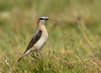 Wheatear summer passerine bird with beautiful plumage in the grass in the sunshine 