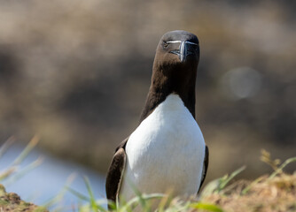 Razorbill sea bird on the cliff in the sunshine 