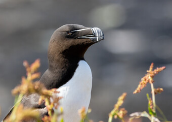 Razorbill sea bird on the cliff in the sunshine 