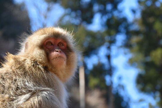 snow monkey gazing