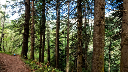 Obraz premium wild green woods in mountains - backpacking ground trailway - photo of nature