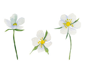 Watercolor white strawberry flowers set. Branches with strawberry flowers highlighted on a white background. Spring flowers for printing, invitations, postcards