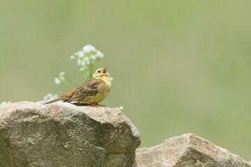 Emberiza citrinella aka yellowhammer. Lovely yellow bird is sitting on the stone in sunny springtime day. Czech republic nature. Singing with open beak.