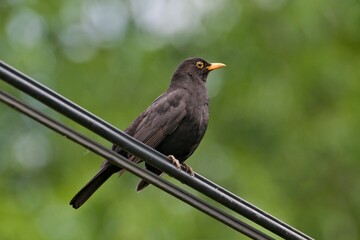 Fototapeta premium Song bird turdus merula aka eurasian blackbird, the most common bird in czech republic is sitting on the electric wire.
