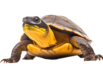 Bog turtle, generative artificial intelligence
