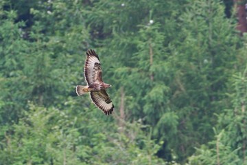 Bird of prey Buteo buteo aka common buzzard is flying over the field and hunting. Very common bird...