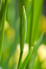 water flower Iris pseudacorus aka yellow iris  unoupened flower bloom on the pond.
