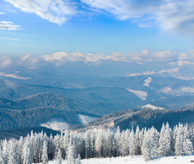 Morning winter calm mountain landscape with beautiful fir trees  on slope (Kukol Mount, Carpathian Mountains, Ukraine)