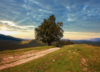 Summer mountain landscape with rural road and lonely tree