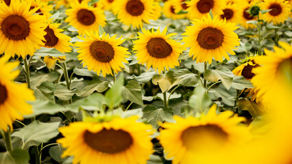 Sunflower growing in a field of sunflowers during a nice sunny summer day.