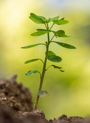 close-up image of a tree sapling