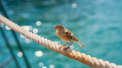 Fototapeta premium A cute house sparrow bird standing on a rope and looking at camera in a hot summer day in front of blury sea.