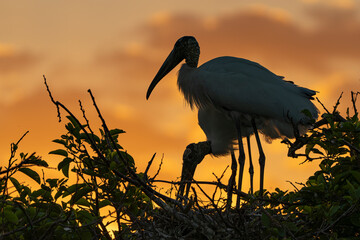 stork in the sunset