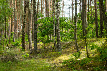 Fototapeta na wymiar Beautiful mixed pine and deciduous forest, Lithuania