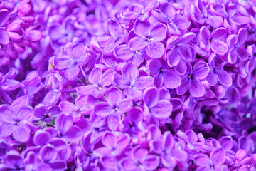 Background of blooming lilac flowers, closeup.