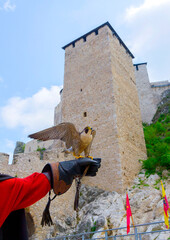Majestic Peregrine Falcon Perched on its Owner's Glove