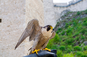 Majestic Peregrine Falcon Perched on its Owner's Glove