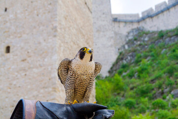 Majestic Peregrine Falcon Perched on its Owner's Glove