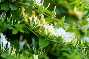 Beautiful yellow flowers of blossoming honeysuckle bush. Flowering white lonicera plant in summer garden.