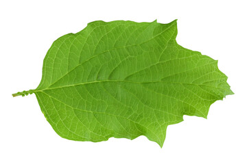 Green Viburnum leaf isolated on white background