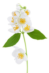 Naklejka na ściany i meble Jasmine flowers isolated on white background with full depth of field