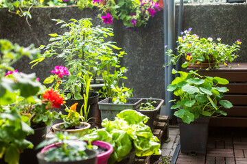Various green plants and blossoming flowers in boxes on a terrace.