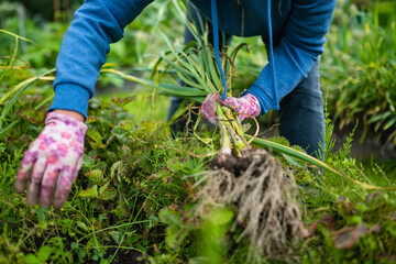 Naklejka premium Harvesting fully grown onions in a backyard garden. Growing own vegetables in a homestead. Gardening and lifestyle of self-sufficiency.