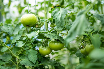 Ripening organic fresh tomatoes plants on a bush. Growing own vegetables in a homestead. Gardening and lifestyle of self-sufficiency.