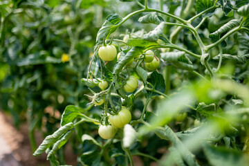 Ripening organic fresh tomatoes plants on a bush. Growing own vegetables in a homestead. Gardening and lifestyle of self-sufficiency.