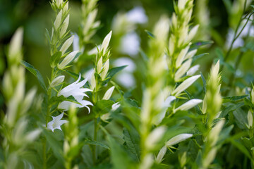 White campanula carpatica blooming in the summer in the garden. White bells close-up.