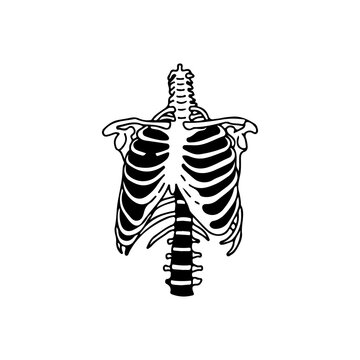 vector illustration of human ribs