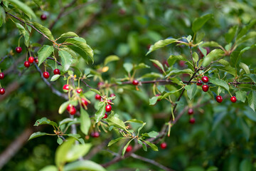 Ripe cherry fruits hanging from a cherry tree branch. Harvesting berries in cherry orchard.