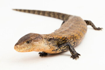Giant blue-tongued skink lizard or Tiliqua gigas merauke isolated on white background
