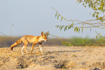 A desert Fox on a run