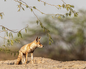 A Desert Fox coming out of its den