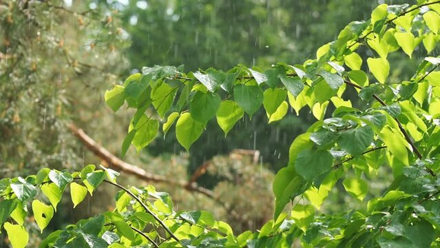 Heavy rain spills on green leaves in a forest area.