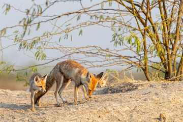 A Family of Desert Fox