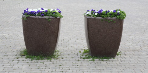 Two tall flowerpots with white and blue flowers stand on the tiled sidewalk