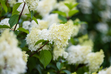 Tender flowers of hydrangea arborescens, backlit by the low evening sun in summer. Hortensia flowering in summer garden.