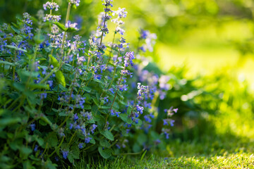 Catnip flowers (Nepeta cataria) blossoming in a garden on sunny summer day.