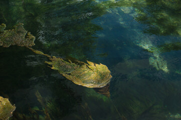 Manatee Springs State Park River. Green trees on a sunny
 bright day. Reflection of light and clouds on the calm water. Close up of blue water . 