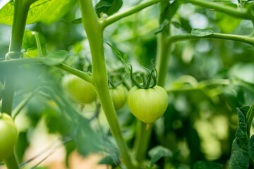 Ripening organic fresh tomatoes plants on a bush. Growing own vegetables in a homestead. Gardening and lifestyle of self-sufficiency.