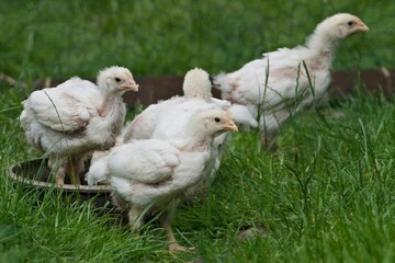 Small white chickens gallus gallus domesticus from small farm. Springtime.