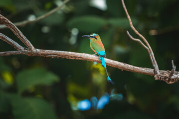 Closeup of colorful turquoise-browed motmot perching on tree branch in forest at Costa Rica, animal and nature travel concept