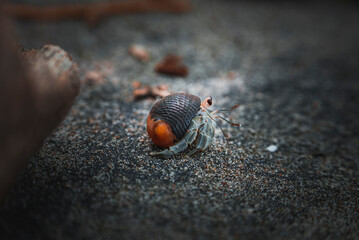Extreme closeup of Ecuadorian Hermit Crab on sandy beach at Costa Rica, animal and nature concept