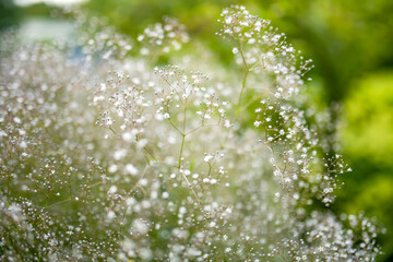 Gypsophila elgans plant blossoming in the garden on sunny summer day. Baby's-breath flowers in full...