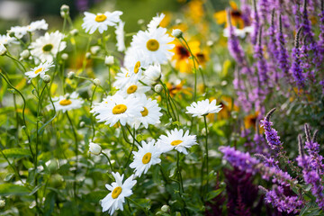 Beautiful chamomile flowers blossoming on sunny summer day. Nature scene with blooming white and yellow daisies.